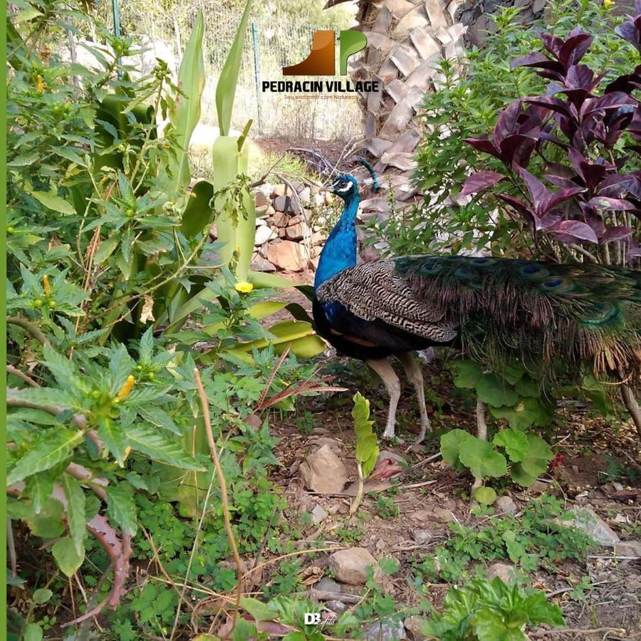 Pedracin Village Ribeira Grande 외부 사진